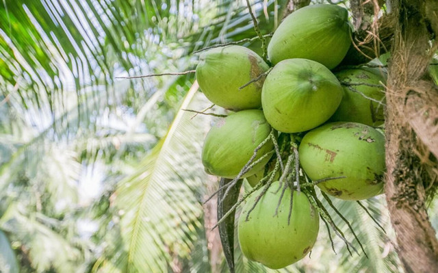 泰國椰青進口報關關稅以及流程[專業(yè)團隊]