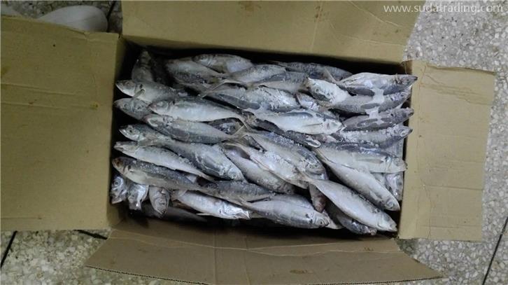 廈門港冷凍魚報(bào)關(guān)公司帶你了解進(jìn)口冷凍魚需要的資質(zhì)