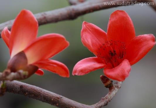 木棉花進口報關(guān)清關(guān)流程詳解